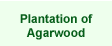 Plantation of Agarwood